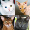 Cats Quiz – Guess Photos of All Popular Cat Breeds