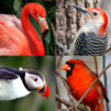 Bird World – Famous Birds Quiz