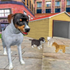 Dog Simulator Games Free Offline 2020 Sheep Dog