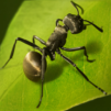 The Ants: Underground Kingdom