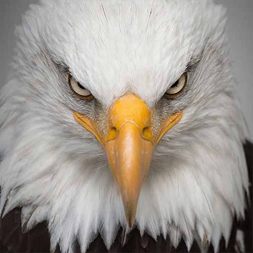 Fish eagle ringtone