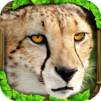 Cheetah Simulator