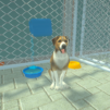 Animal Shelter Pet World Life