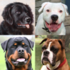 Dogs Quiz - Guess Popular Dog Breeds in the Photos