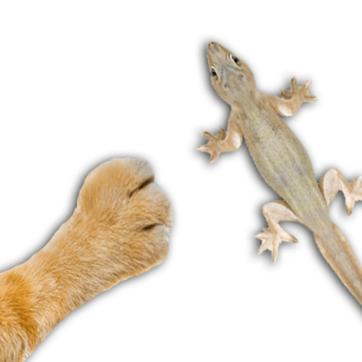 For cat – catch the Lizard