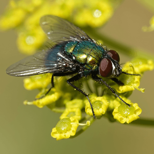 Sonidos de mosca