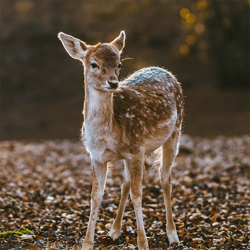 Game Camera Pro2