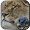 Hidden Animals: Photo Hunt - Seek and Find Games