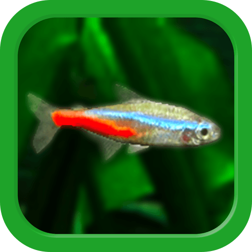熱帯魚育成「ミニアクア」癒しのアクアリウム体験