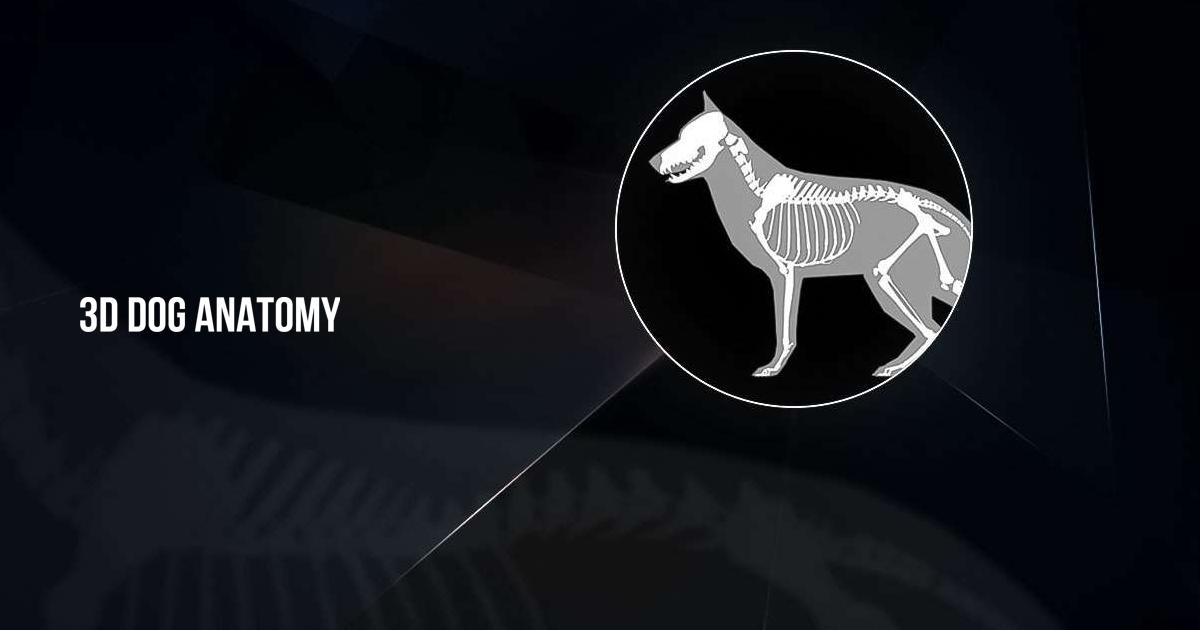 Download and run 3D Dog Anatomy on PC & Mac (Emulator)